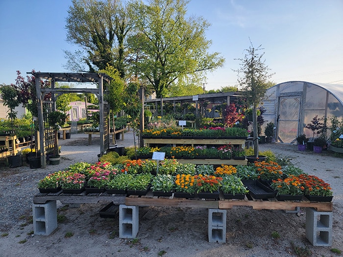 Plants for Sale in Hampton Virginia