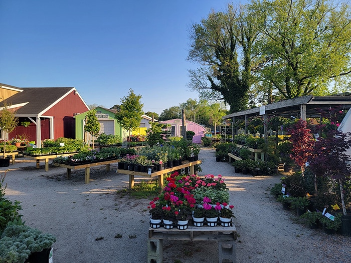 Flowers for Sale in Hampton Virginia