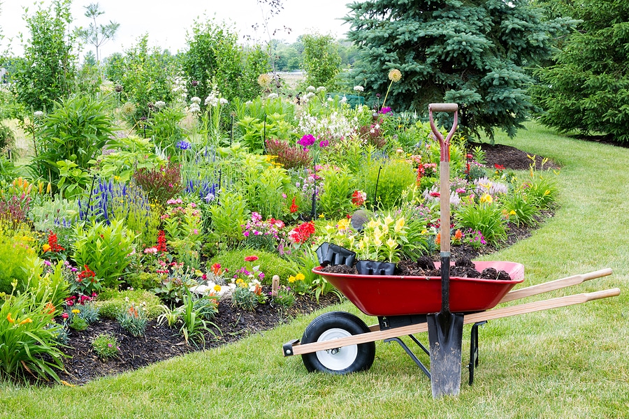 Manicured lawn featuring a red wheelbarrow placed alongside a robust flower bed full of colorful flowering plants to suggest continuous landscape work.