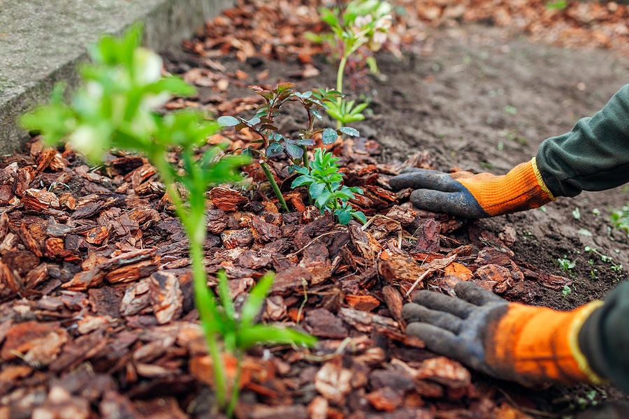 5 Tips to Prepare Your Residential Garden for Fall