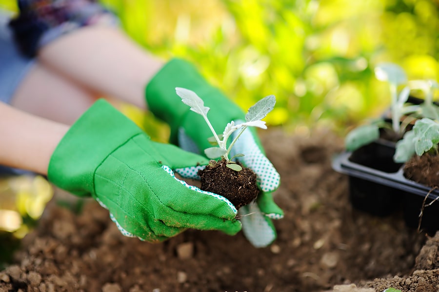 Transform Your Garden with No-Dig Gardening and Mercury Mulch