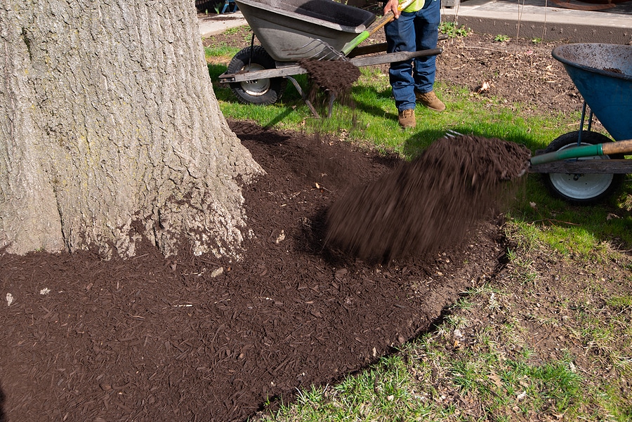 How to Mulch Trees Correctly This Summer in Hampton, Virginia