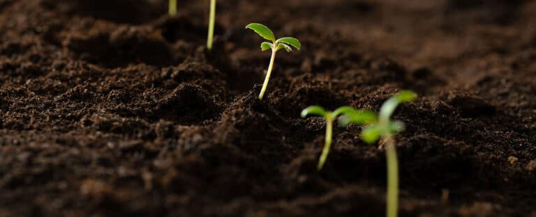 Topsoil vs. Compost: What Your Yard Actually Needs